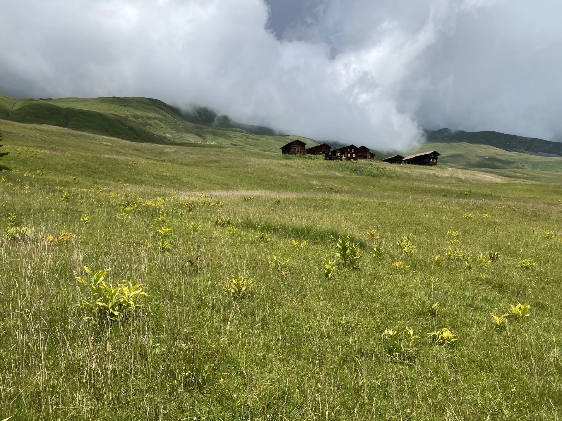 Wiese unterhalb von Castiel